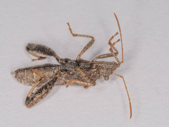 Heegeria tangirica
