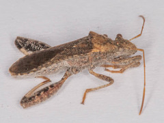 Heegeria tangirica
