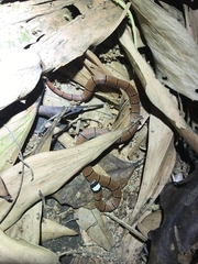 Sinomicrurus macclellandi macclellandi