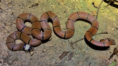 Sinomicrurus macclellandi macclellandi