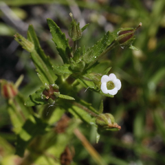 Gratiola pedunculata