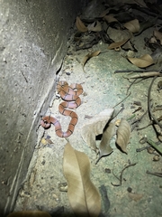 Sinomicrurus macclellandi macclellandi
