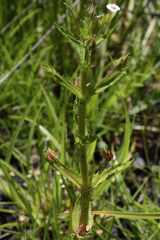 Gratiola pedunculata