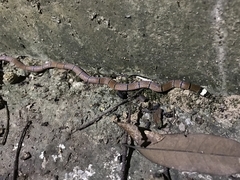 Sinomicrurus macclellandi macclellandi