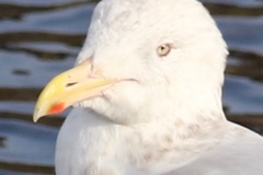 Larus argentatus × glaucescens