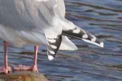 Larus argentatus × glaucescens