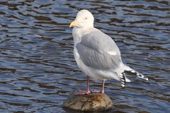 Larus argentatus × glaucescens