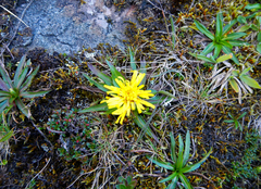Hypochaeris sessiliflora