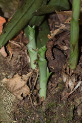 Sarcoglottis scintillans