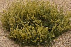 Artemisia santolinifolia