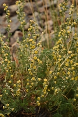 Artemisia santolinifolia