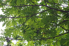 Pterocarya rhoifolia
