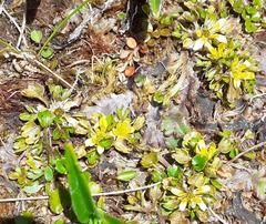 Ranunculus maculatus
