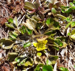 Ranunculus maculatus