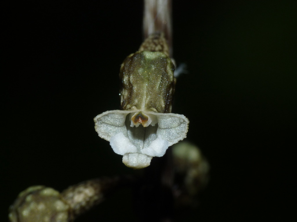 Black Orchid