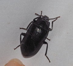 Prophanes simplex