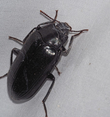 Prophanes simplex