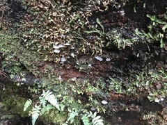 Pseudohydnum orbiculare