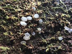 Pseudohydnum orbiculare