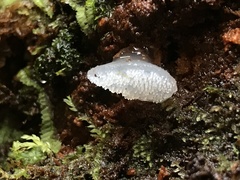 Pseudohydnum orbiculare