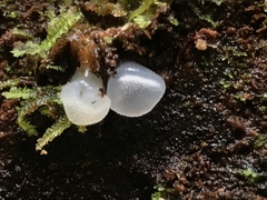 Pseudohydnum orbiculare