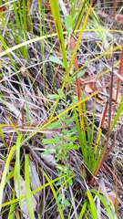 Xanthosia tridentata