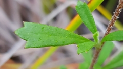 Xanthosia tridentata