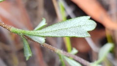 Xanthosia tridentata