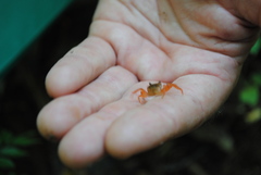 Phricotelphusa limula