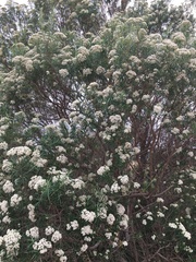 Ozothamnus ferrugineus