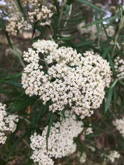 Ozothamnus ferrugineus