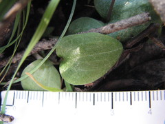 Cyrtostylis reniformis