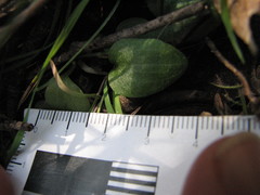 Cyrtostylis reniformis