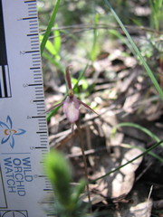 Cyrtostylis reniformis