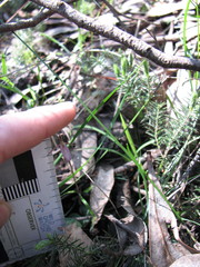 Cyrtostylis reniformis