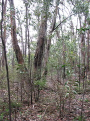 Cyrtostylis reniformis