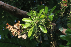 Buchanania arborescens