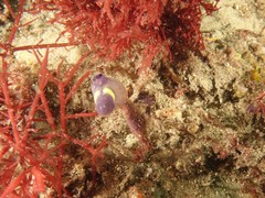 Clavelina meridionalis