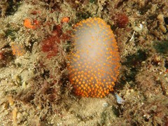 Polycitor giganteus