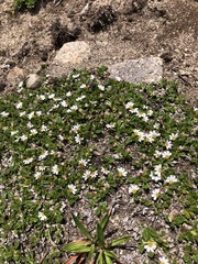 Scaevola hookeri