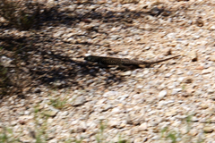 Aspidoscelis stictogrammus