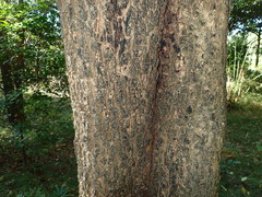 Pterocarpus macrocarpus