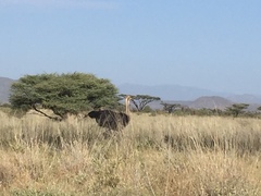 Struthio molybdophanes