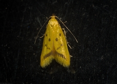 Oecophorinae