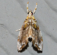 Glaphyria basiflavalis