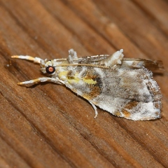 Glaphyria basiflavalis