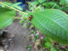 Brentidae