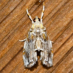 Glaphyria basiflavalis