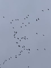 Branta hutchinsii