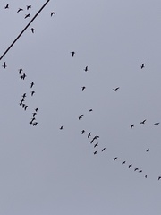 Branta hutchinsii